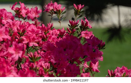 Bright red Rhododendron Azalea japonica close-up. Luxury inflorescences of rhododendron in Public landscape city park 'Krasnodar' or 'Galitsky'. Ornamental Rhododendron with beautiful pink flowers
