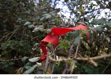 Bright Red Ribbon Caught On Bramble Thorns