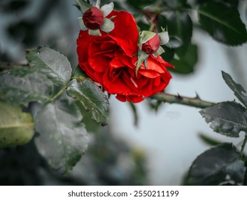 A bright red rose in full bloom with surrounding unopened buds set against green thorny leaves. Fine water droplets add freshness to the composition. - Powered by Shutterstock