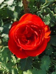 Bright Red Rose In The Green Background