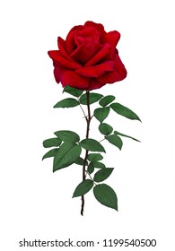 Bright Red Rose Green Leaves Isolated Stock Photo 1199540500 | Shutterstock