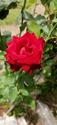 Bright Red Rose In My Garden 