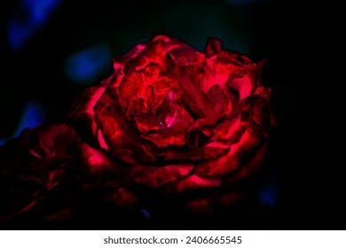 A bright red rose shines on a dark background