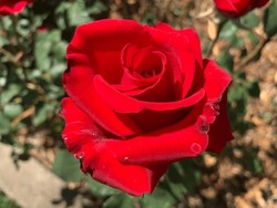 Bright Red Rose Still On Its Bush With Imperfections On Outer Petals. Beautiful Blooming Blossom Of A Flower At McKinley Park In Midtown Sacramento Near Downtown. A Free Public Rose Garden W Parking.