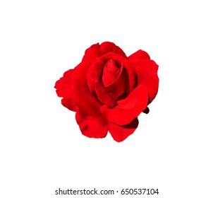 Bright Red Rose Top View Isolated Stock Photo 650537104 | Shutterstock