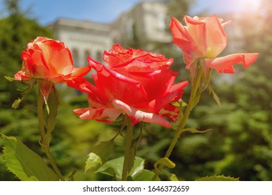 Bilder Stockfotos Und Vektorgrafiken Rote Rose Liebe Shutterstock