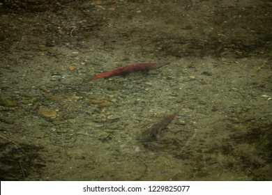 Bright Red Salmon Swimming In Green Shallow River Near Juneau, Alaska In The Summer. 