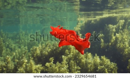 Bright red sea slug dancing swims over thickets Seaweed Brown Sargassum. Spanish Dancer Nudibranch (Hexabranchus sanguineus) swim above seagrass bed in daytime, Red sea, Egypt