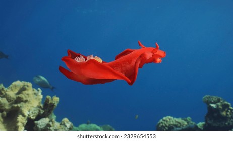 Bright red Sea Slug swims in blue sea in sunrays on daytime. Spanish Dancer Nudibranch (Hexabranchus sanguineus) floats over coral reef in sunburst, Red sea, Egypt