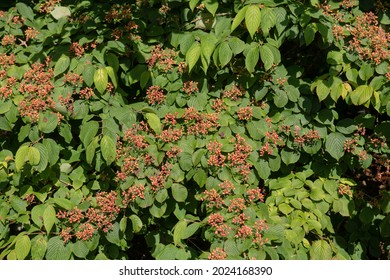 Bright Red Summer Fruit Ripening On A Wedding Cake Or Japanese Snowball Shrub (Viburnum Plicatum F. Tomentosum 'Cascade') Growing In A Woodland Garden In Rural Devon, England, UK