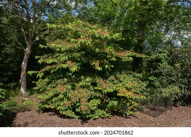 Bright Red Summer Fruit Ripening On A Wedding Cake Or Japanese Snowball Shrub (Viburnum Plicatum F. Tomentosum 'Cascade') Growing In A Woodland Garden In Rural Devon, England, UK