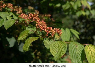 Bright Red Summer Fruit Ripening On A Wedding Cake Or Japanese Snowball Shrub (Viburnum Plicatum F. Tomentosum 'Cascade') Growing In A Woodland Garden In Rural Devon, England, UK