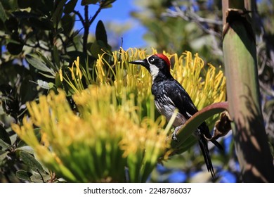 The bright red top of the head is a dead giveaway for Acorn Woodpecker - Shutterstock ID 2248786037