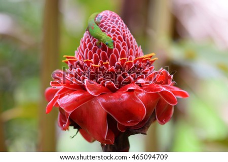 bright red torch ginger flower with green gecko 