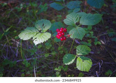 Bright red transparent glowing drupe berries on a summer day against the background of a green forest. Beautiful forest landscape with red berries. Stone Bramble or Rubus saxatilis.