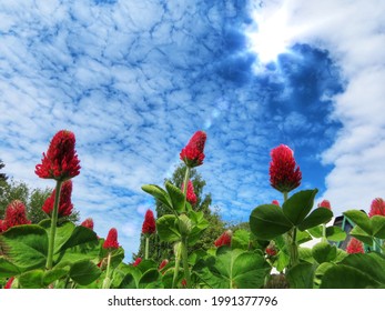Bright red Trifolium incarnatum, also crimson clover or Italian clover, on blue sky background with white clouds and shining sun