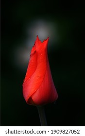 A bright red tulip flower on a black background is a passion flower. The red tulip symbolizes strong, selfless, true love.
