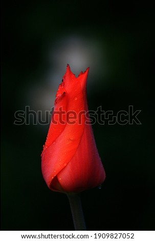A bright red tulip flower on a black background is a passion flower. The red tulip symbolizes strong, selfless, true love.
