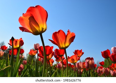 Bright red tulips field on blue sky background. Close up bottom view Sunny day. - Powered by Shutterstock