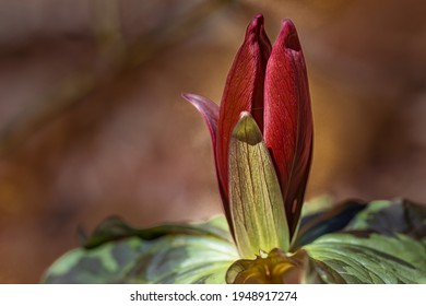 Bright red wildflower called the sweet betsy trillium
