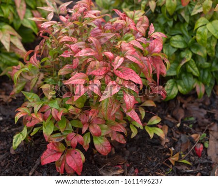 Bright Red Winter Foliage of the Chinese Sacred or Heavenly Bamboo (Nandina domestica 'Fire Power') Growing in a Herbaceous Border in a Garden in Rural Devon, England, UK