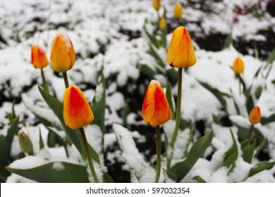 Bright red and yellow flowering tulips under the snow