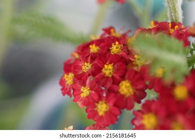 Bright Red And Yellow Yarrow Flowers