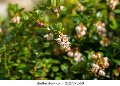 Bright and rich white-pink flower of cranberry-cranberries on the background of a green garden. - Shutterstock ID 2127895550