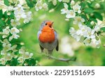 a bright robin bird sits on a flowering branch of an apple tree in a spring garden and sings