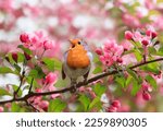 a bright robin bird sits on a blooming pink branch of an apple tree in the spring garden and sings