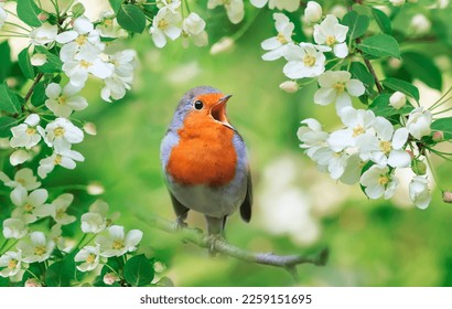 a bright robin bird sits on a flowering branch of an apple tree in a spring garden and sings - Shutterstock ID 2259151695