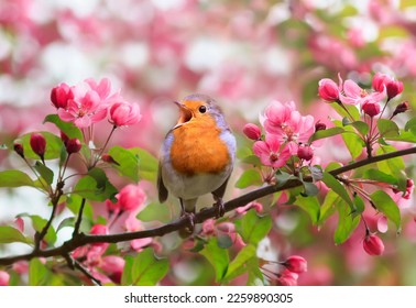a bright robin bird sits on a blooming pink branch of an apple tree in the spring garden and sings - Shutterstock ID 2259890305