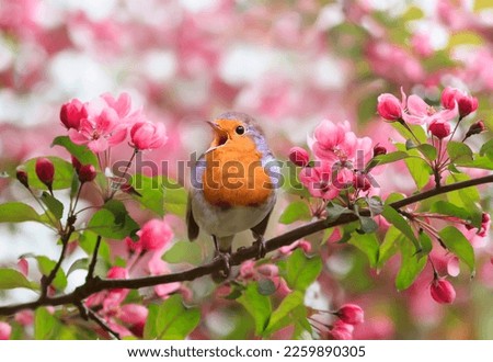 a bright robin bird sits on a blooming pink branch of an apple tree in the spring garden and sings