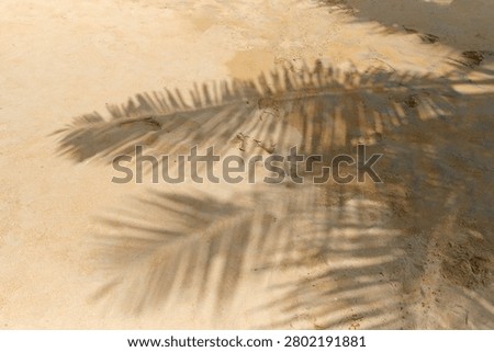 Bright sandy beach featuring palm tree shadows and subtle footprints creating a natural vacation atmosphere. Ideal for tourism promotions, travel branding, resort advertising and tropical lifestyle concepts.