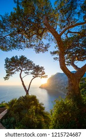 Bright Scenic Sunset View Through Iconic Umbrella Pine Trees Of The Dramatic Mediterranean Cliffs Of Capri, Italy