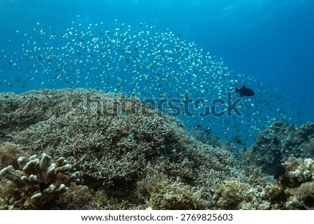 Bright school of tiny Anthias, Anthias anthias, reef fish school over the safe protection of healthy hard coral reef below