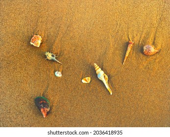 Bright Sea Shells On The Sea Floor. Coral Lives On The Beach Side