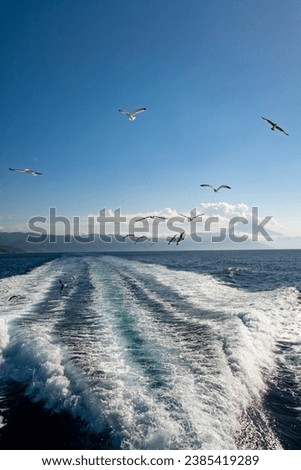 Bright sea water trail behind a boat during summer time. Ferry boat leaves a trail in a blue and clear water of Aegean Sea leaving Mount Athos, Greece. Seagulls flying on the horizon.
