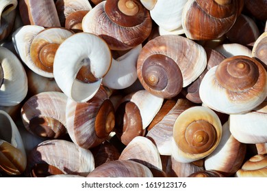 Bright seashell background. Sea coast. Sea shell collection