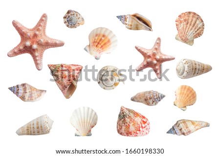 Bright seashells set. Clip art on white background