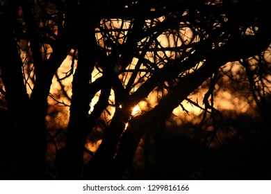 BRIGHT SETTING SUN SEEN THROUGH BRANCHES AND FOLIAGE OF TREES
