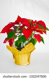 Bright Shot Of A Poinsetta Plant