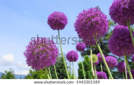 Bright and showy Allium Giganteum flowers close up. Vivid giant balls of blooming Allium flowers. Common name Flowering Onion.