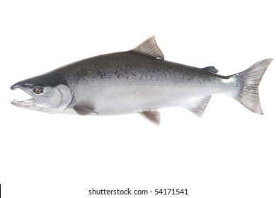 Bright silver Coho salmon isolated on white background