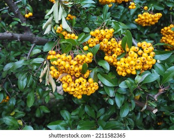 Bright, Small Orange Berries On A Bush In An Urban Park