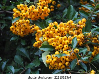 Bright, Small Orange Berries On A Bush In An Urban Park