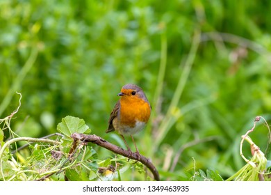 Robin Pattern Stock Photos Images Photography Shutterstock