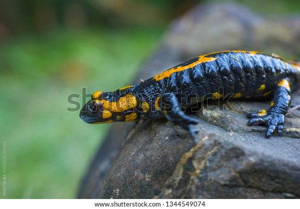 Bright Spotted Salamander Climbs Gray Stone Stock Image Download Now