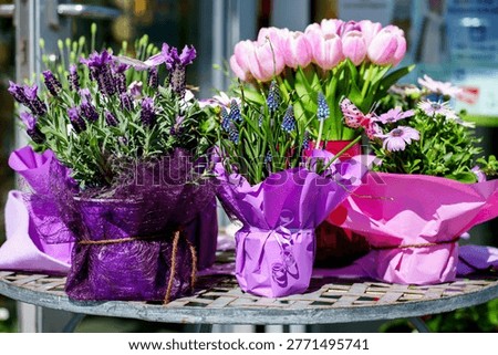 Bright spring bouquets featuring Tulipa gesneriana, Lavandula angustifolia, Muscari armeniacum, Bellis perennis in decorative wrapping, floral display