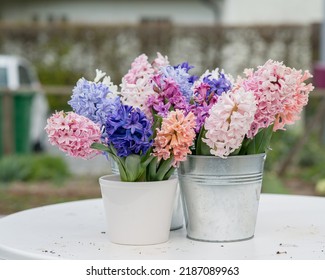 Bright, spring composition of colorful hyacinths in pots.
